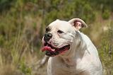 BOULEDOGUE AMERICAIN 420